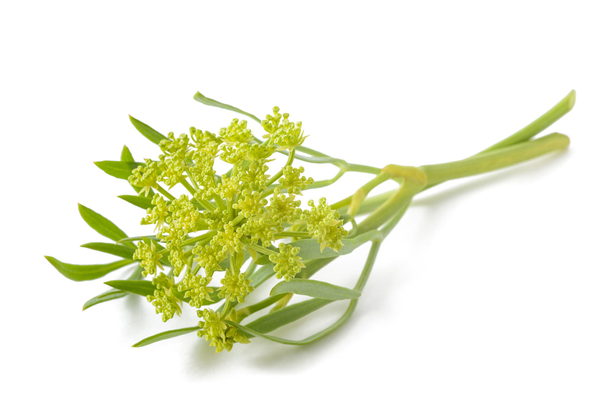 Ingredient We Love: Sea Fennel Extract