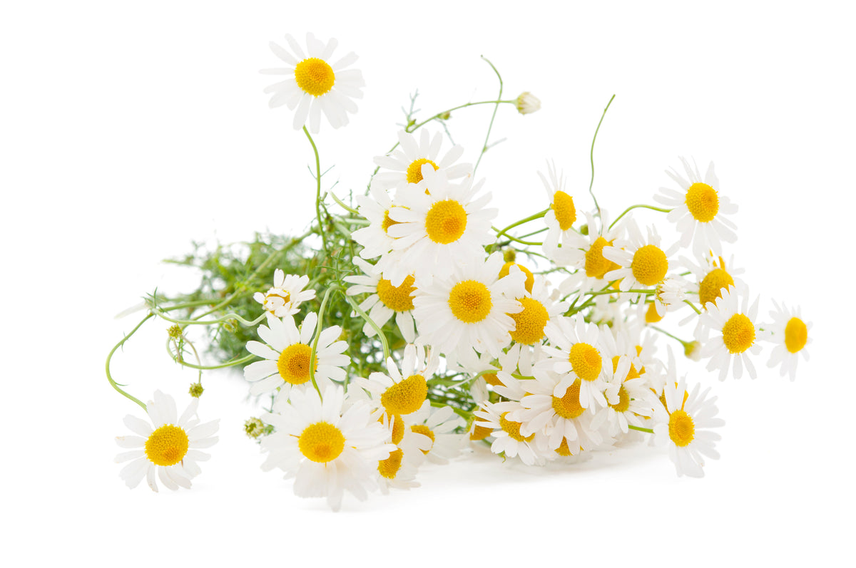 Ingredient We Love: Chamomile