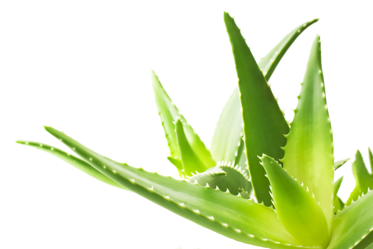 Ingredient We Love: Aloe Vera