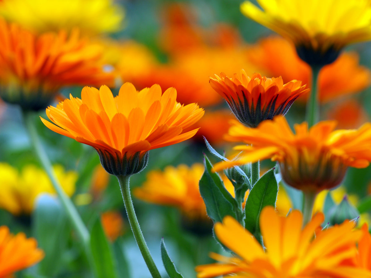 Ingredient We Love: Calendula