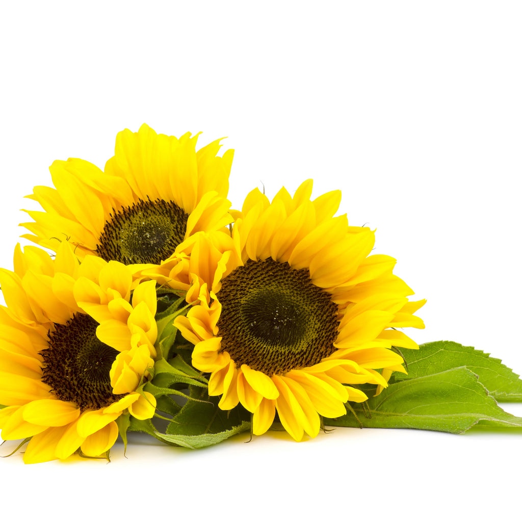 Ingredient We Love: Sunflower – gabrielcosmetics