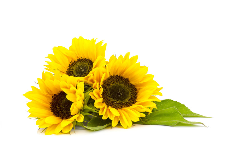 Ingredient We Love: Sunflower