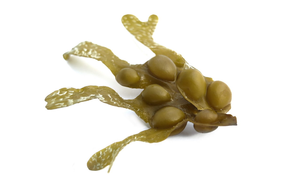 Ingredient We Love: Bladderwrack